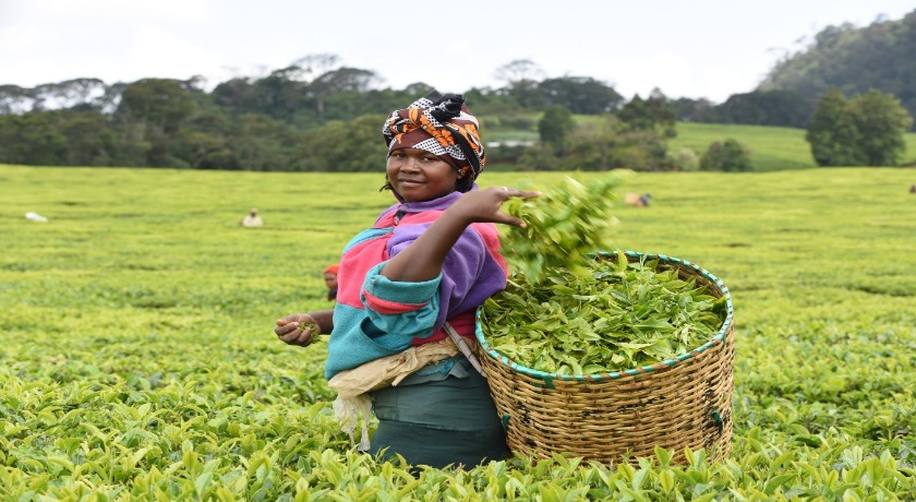 Fairtrade Fortnight Janice Kangai plucking tea in a field in Kenya credit by David Macharia