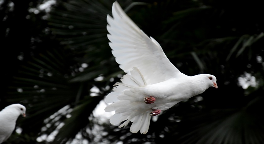 Two white doves flying by 卡晨 on Unsplash