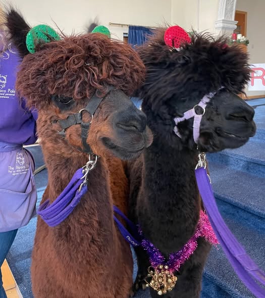 Two camels visit a church.