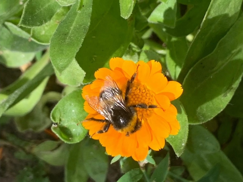 Bee (Wakelet)